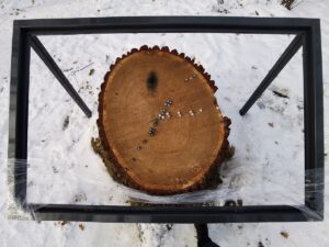 drzewo w jarocinie z datami